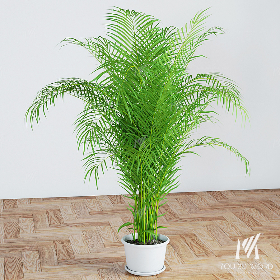 Palm
